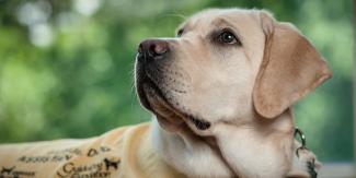 Web Accessibility Training Leads to a Guide Dog 