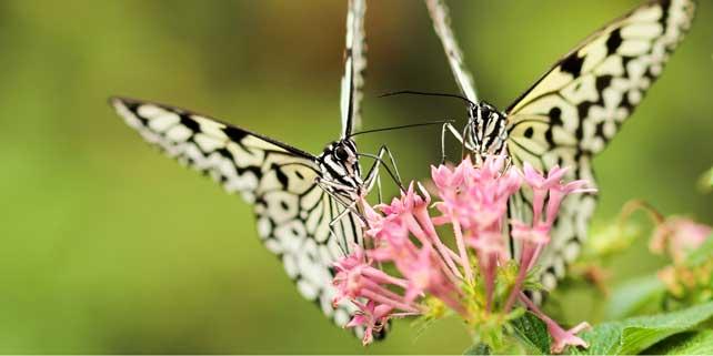Nature Photography Tips