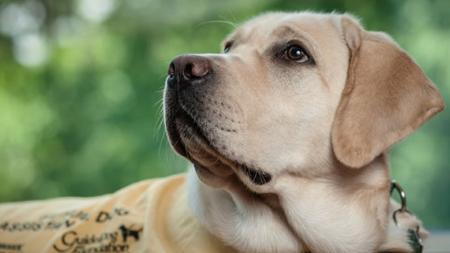 Web Accessibility Training Leads to a Guide Dog