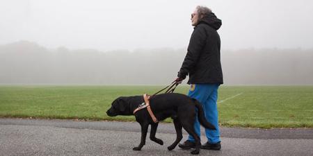 Web Accessibility Training Leads to a Guide Dog